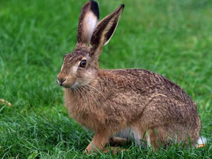 Hare-hare
