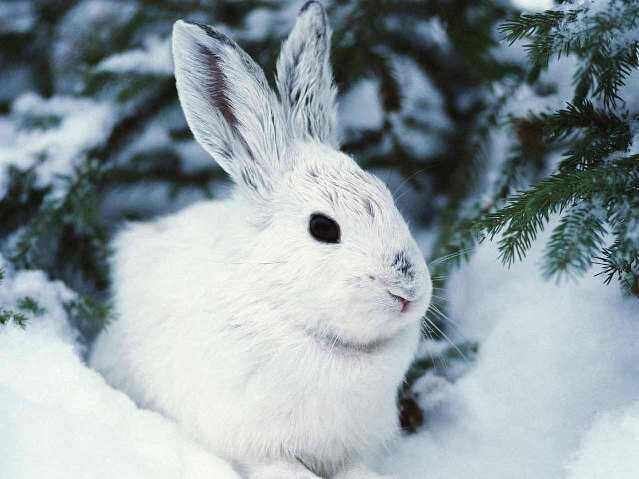 Hare-hare